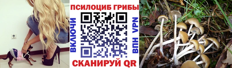 Псилоцибиновые грибы мицелий  даркнет формула  Чистополь  блэк спрут как зайти 